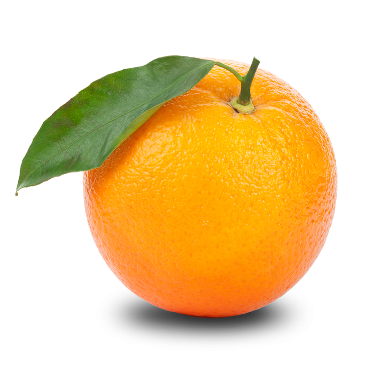 Afrikenz - Fruits Export from Morocco - Orange