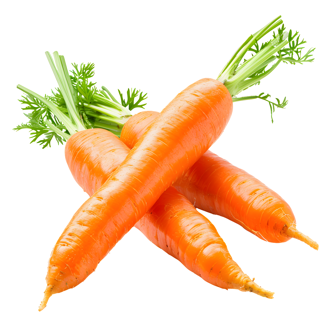 Afrikenz - Fruits Export from Morocco - Carrots