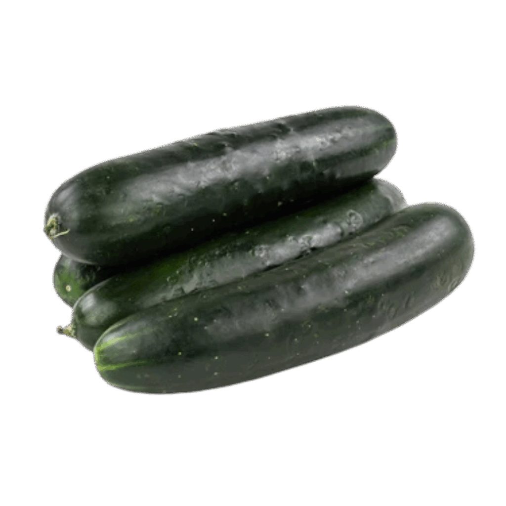 Afrikenz - Fruits Export from Morocco - Cucumbers
