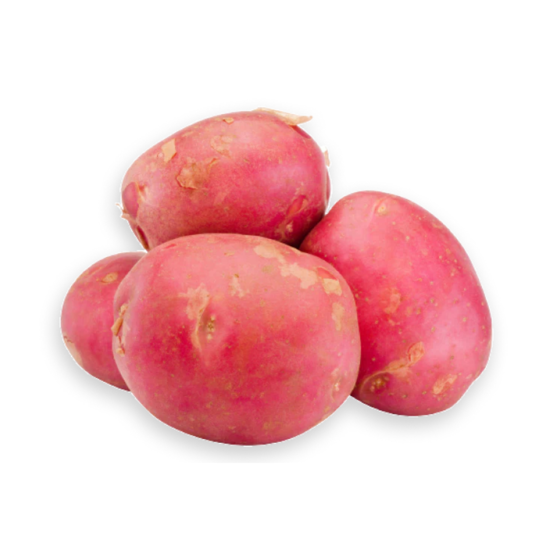 Afrikenz - Fruits Export from Morocco - Red Potatoes